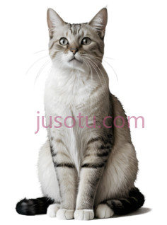 猫,坐姿,白色,灰色PNG