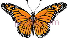 蝴蝶,卡通,橙色,黑色PNG