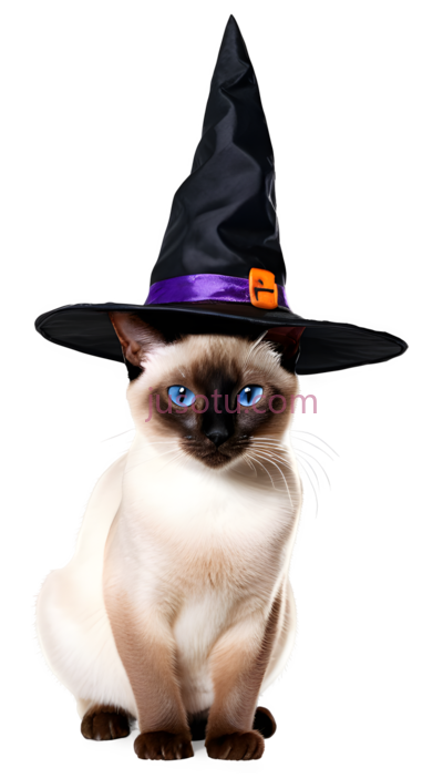 猫,戴帽子的猫,白色,棕色, PNG