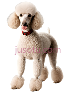 狗,卷毛,白色PNG