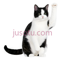 猫,站立,黑白PNG