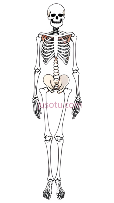 骨架, PNG