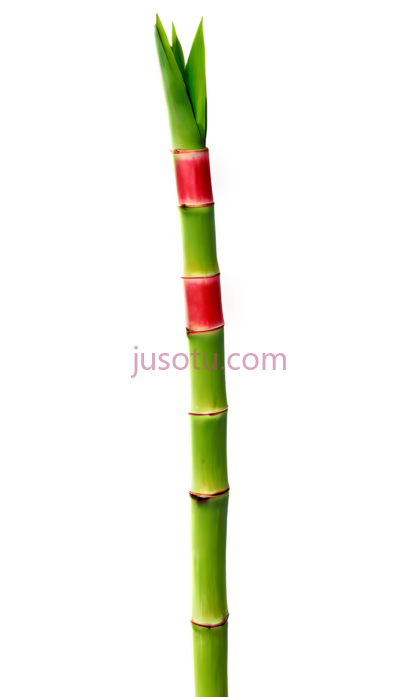 竹子,自然,绿色,红色, PNG
