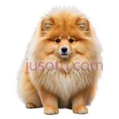 毛茸茸狗PNG