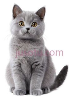 猫,坐姿,灰色PNG