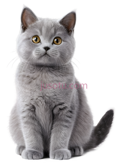 猫,坐姿,灰色, PNG