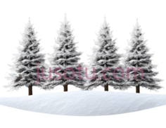 雪松树,插画,白色PNG