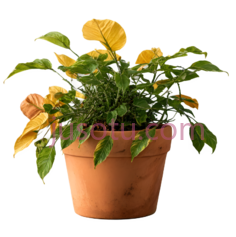 植物,盆栽,绿色,黄色, PNG