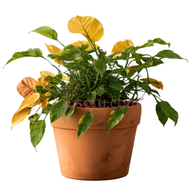 植物,盆栽,绿色,黄色, PNG
