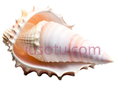 贝壳,螺,海洋,工艺品,自然PNG