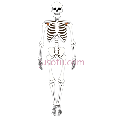 骨骼, PNG
