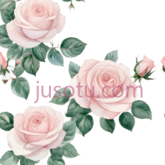 玫瑰,插画,粉色PNG