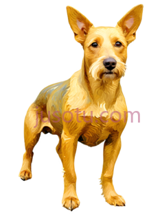 狗,站立,黄色PNG