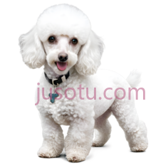 小贵宾犬PNG