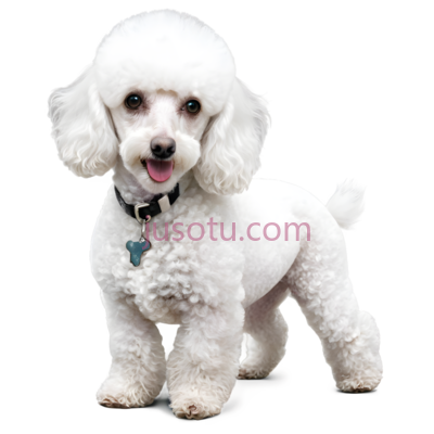 小贵宾犬, PNG