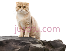猫,折耳猫,浅棕色PNG