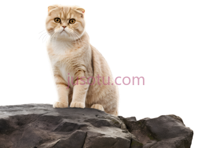 猫,折耳猫,浅棕色, PNG