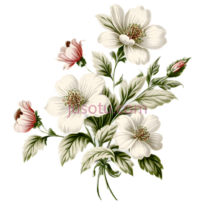 花卉,古典, PNG