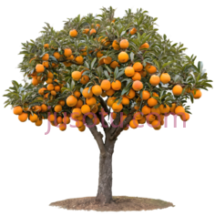 橘子树,卡通,绿色,橙色PNG