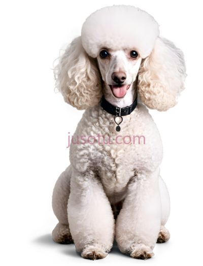 贵宾犬, PNG