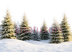 雪松,自然,绿色PNG
