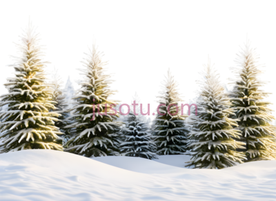 雪松,自然,绿色, PNG