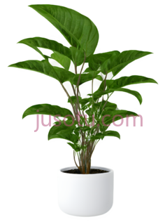 盆栽植物,现代,绿色PNG