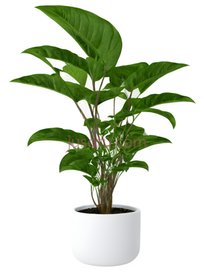 盆栽植物,现代,绿色, PNG