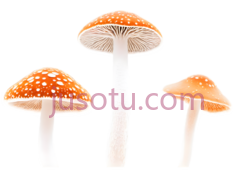 蘑菇,卡通,橙色,白色PNG