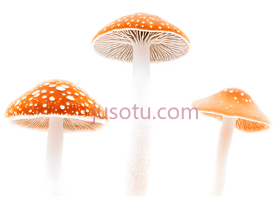 蘑菇,卡通,橙色,白色, PNG