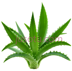 芦荟,自然,绿色PNG