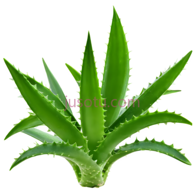 芦荟,自然,绿色, PNG
