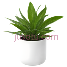 盆栽植物,现代,绿色PNG