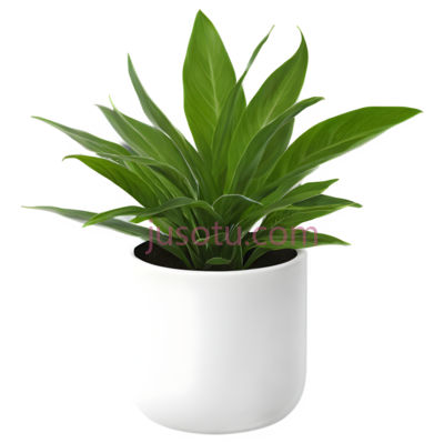 盆栽植物,现代,绿色, PNG