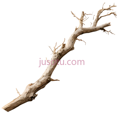 树枝,自然,棕色, PNG