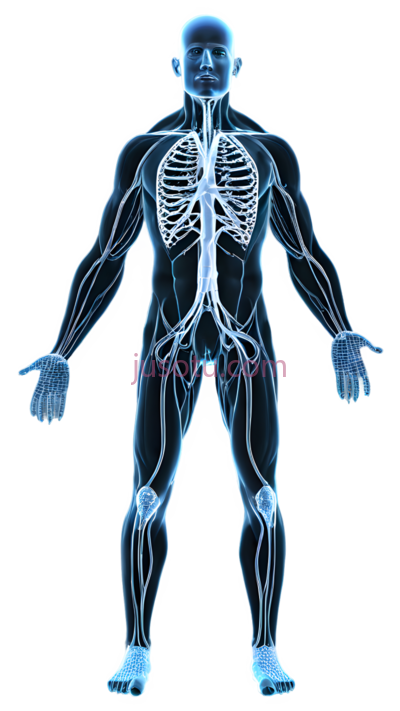 人体生理学, PNG