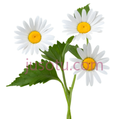 雏菊,花朵,叶片PNG