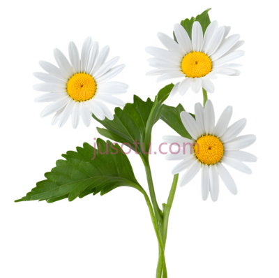 雏菊,花朵,叶片, PNG