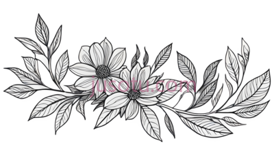 花,素描,白色,粉色, PNG