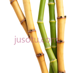 竹节PNG