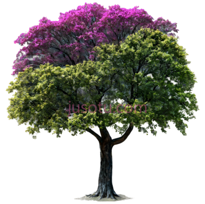 树, PNG