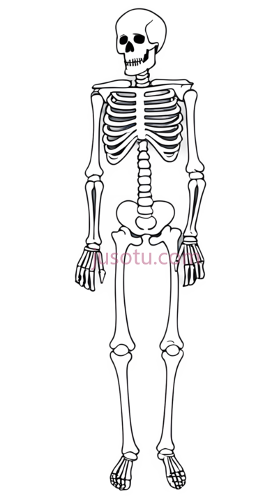 骨骼, PNG