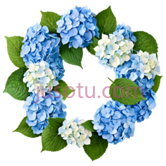 绣球花环,圆形排列,蓝色,白色PNG