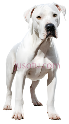 狗,站立,白色PNG