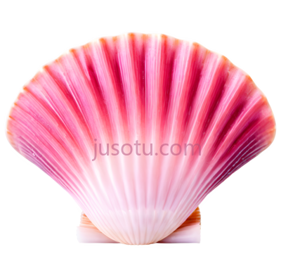 扇贝,粉色, PNG