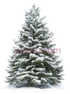 雪松,自然,绿色, PNG
