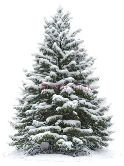 雪松,自然,绿色, PNG