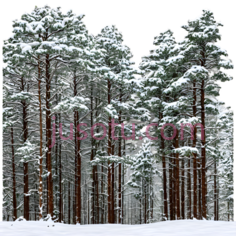 雪松,自然风光,白色PNG
