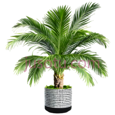 盆栽,现代,绿色PNG