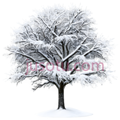 树,雪覆盖,白色PNG